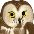 Saw-whet Owl